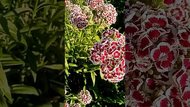 Гвоздики в саду. 0721. Наблюдение для рисования. смотреть онлайн
