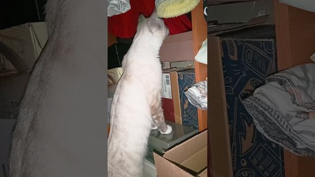 1000057670.mp4 смотреть онлайн