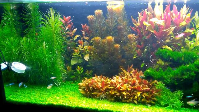 Planted Tank - Wet Dream - 24/04/2015 - 3/3 смотреть онлайн