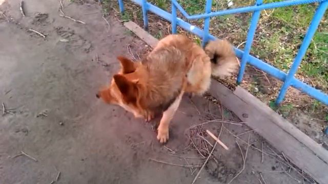 Тузик как лиса смотреть онлайн