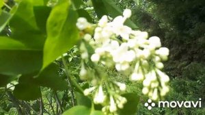 Сирень сорт Примроуз. Видео -2, продолжение.