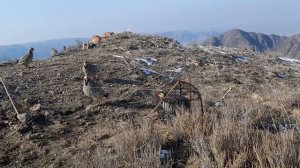 охота на кеклика 31  января