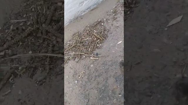 Спасаем мышку смотреть онлайн