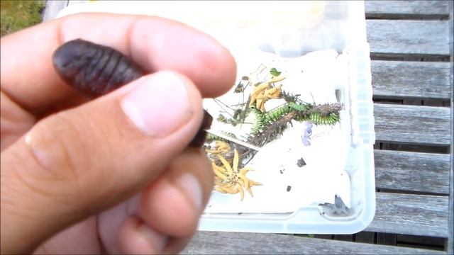 Chinese moon moth (Actias dubernardi) Moon Moth Breeding смотреть онлайн