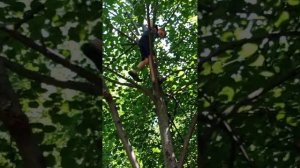 как научиться лазить по деревьям