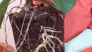 Фикус Эластика или Каучуконосный – секреты выращивания и особенности ухода.