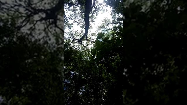 20.Братья Христа или детский плач