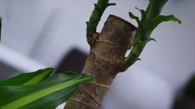 ARTPLANTS - Драцена массанжеана