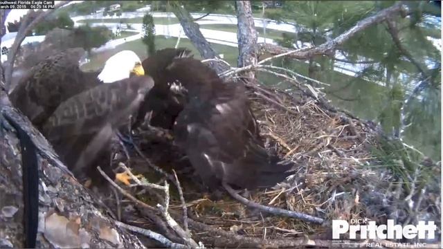 SWFLEagles~E6 Pushes Ozzie Off Nest Claiming Prey; Veranda Visit ~ 3-9-2015 смотреть онлайн