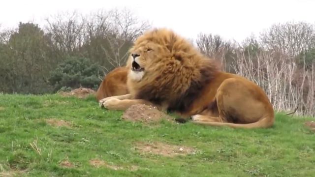 QUANDO O BOI DEFENDE O OUTRO É ISSO QUE ACONTECE. смотреть онлайн