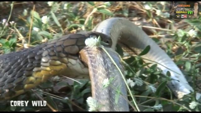 KING COBRA Venom Extraction # 8 SNAKE MAN Awesome Animals TV! ULAR RAJA Ophiophagus hannah BIG SNAK смотреть онлайн
