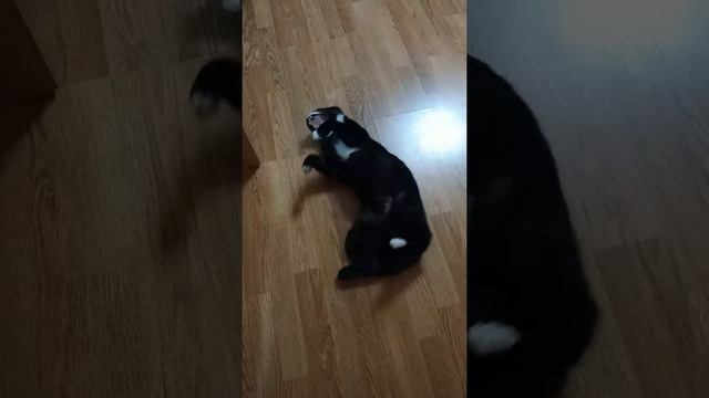 ГРУНЯ -КОШКА ОТЗЫВАЕТСЯ НА СВОЕ ИМЯ смотреть онлайн