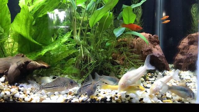 Мальки меченосцев живут в общем аквариуме и не чувствуют дискомфорта. смотреть онлайн