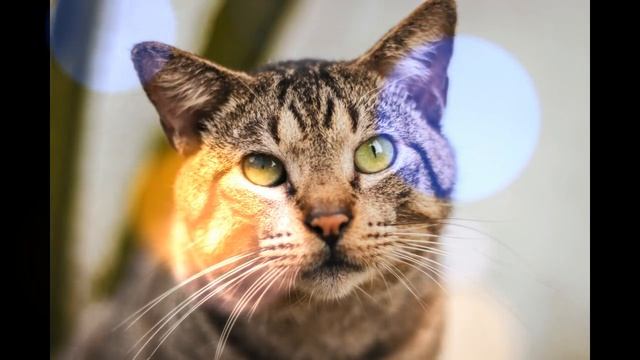 Miado de Gato - Som de Gato Miando Para Chamar Gato - Som de Miado de Gatos Para Atrair Gatos смотреть онлайн