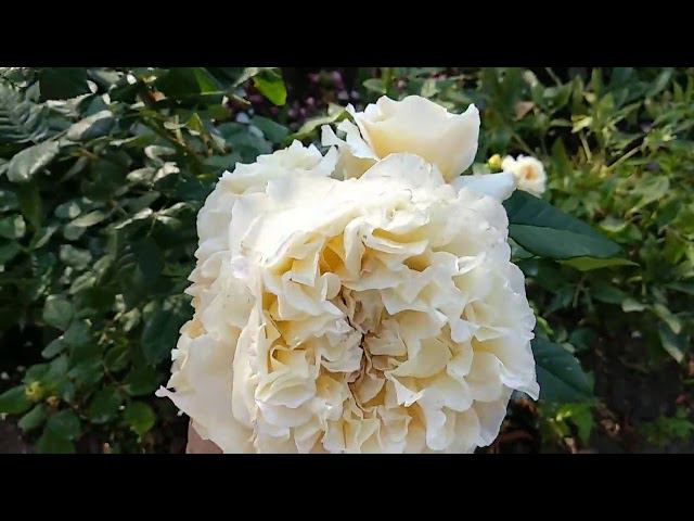 Розы. Сочетание роз между собой. #2 смотреть онлайн