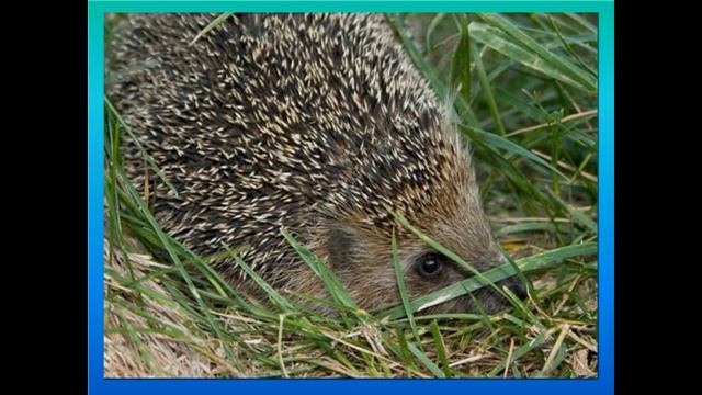 Кто живет в лесу? смотреть онлайн