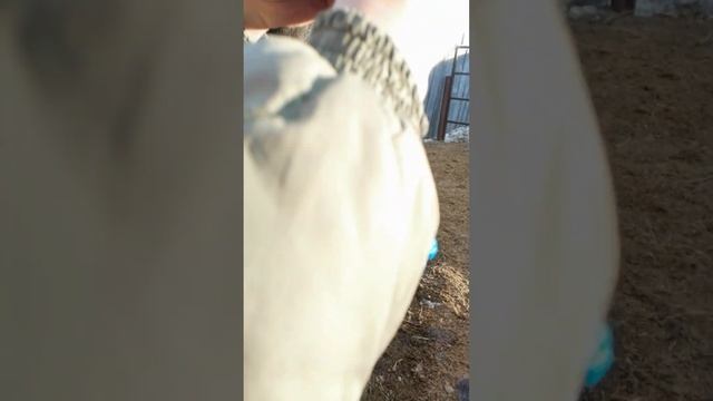 вяжем простой, верёвочный недоуздок. 17 марта 2023 г. смотреть онлайн