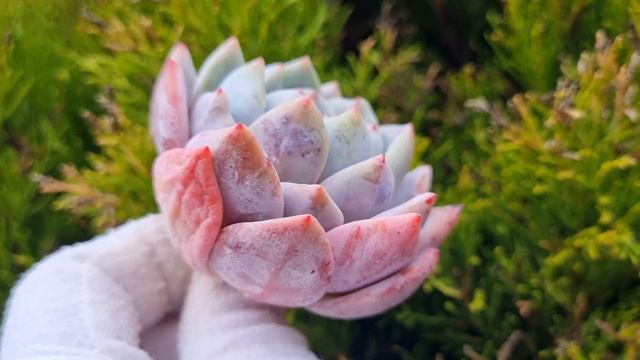 Echeveria Orange Monroe смотреть онлайн