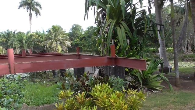 Карибское море+крокодиловая ферма.Экскурсия от Пегаса.Варадеро,Куба,Varadero,Cuba,2019 смотреть онлайн