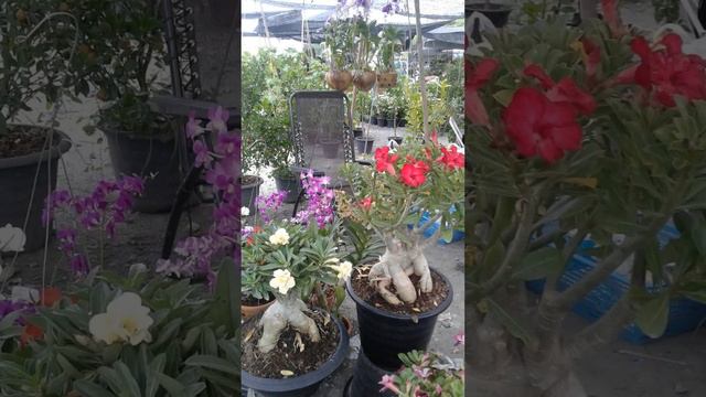 Цветочный рынок в Паттайе