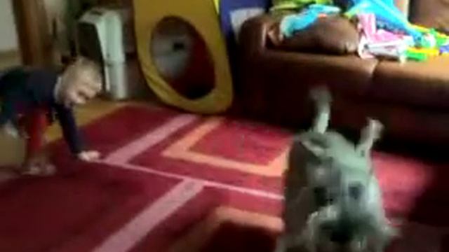 Миттельшнауцер Рок играет с Хозяином. Борьба за тапок. смотреть онлайн