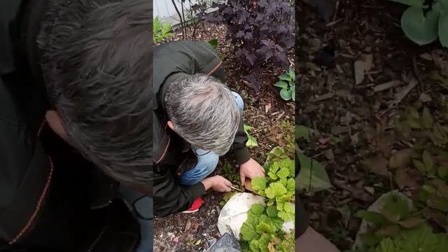 Выращиваем грибы на дачном участке 10 смотреть онлайн