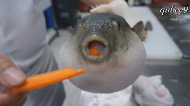 РЫБА ФУГУ С ЗАГЛОТОМ ЕСТ МОРКВУ!!!!! смотреть онлайн