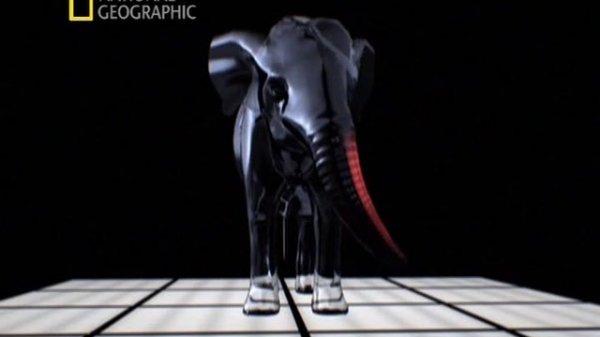 Слон - Анатомия крупнейших животных / Animal Autopsy / Inside Nature's Giants