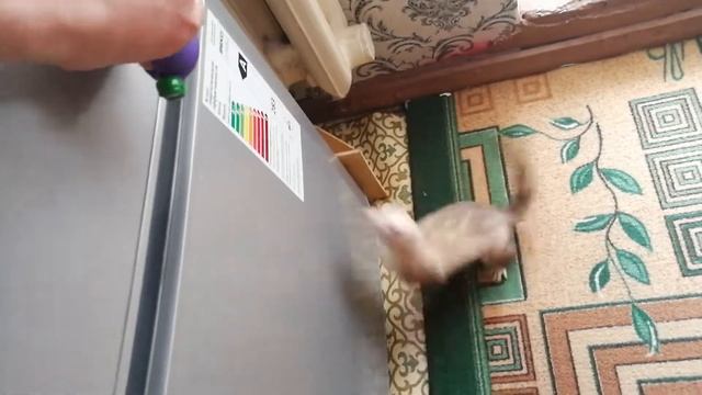 Хорьки и пищалка смотреть онлайн