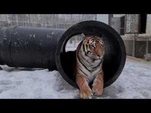 ТИГР Ройс победил клаустрофобию