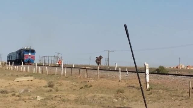 Байконурский верблюд рулят поездом смотреть онлайн