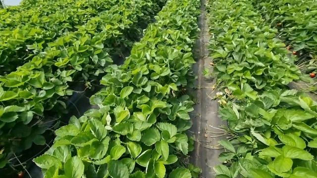 Клубника в теплицах | Брилла | Клэри | Ами| Румба | Альба | Дегутация сортов смотреть онлайн