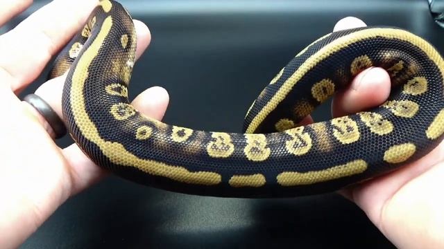 Introducing TML's BRIMSTONE Ball Python Morph Project смотреть онлайн