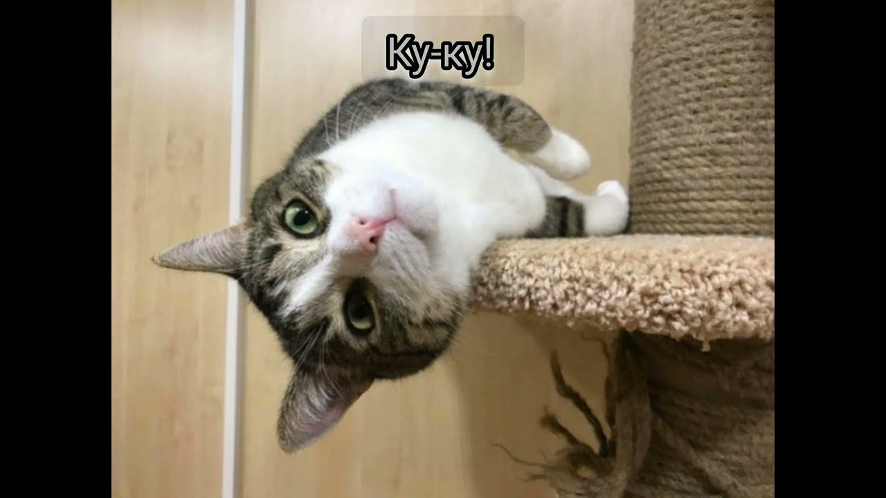 Фотоподборка (photos)