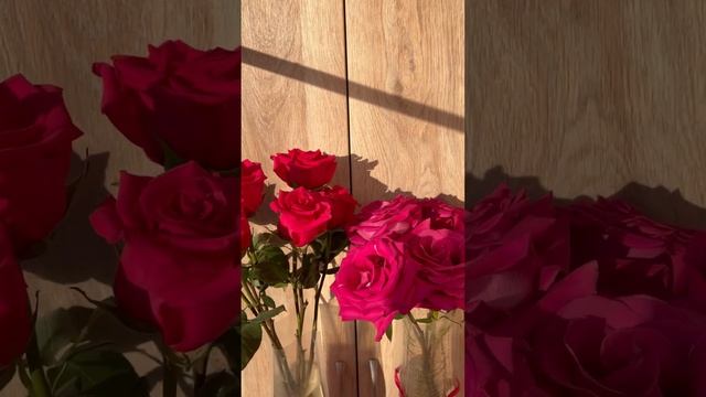Розы дольше стоят в холоде на балконе ? смотреть онлайн