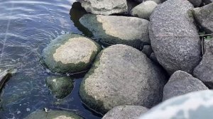 белые грибы рыбалка скнятино река волнушка