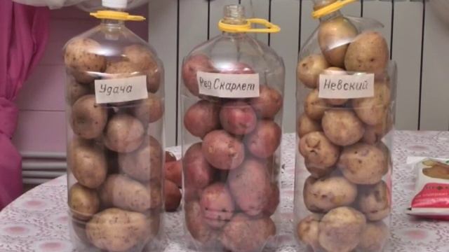 Картофель семенной (Выбор сорта, предпосадочная подготовка,удобрения для картофеля) смотреть онлайн