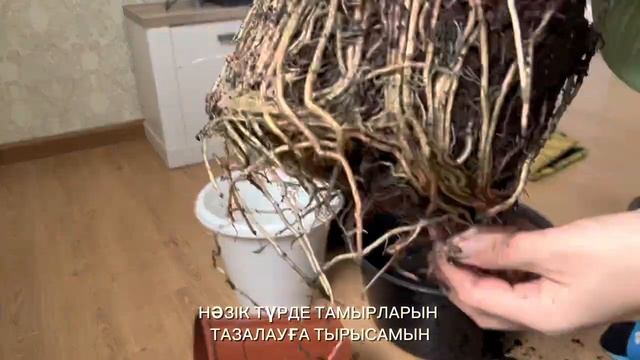 Спатифиллум Сенсация #спатифиллум #спатифиллумсенсация смотреть онлайн