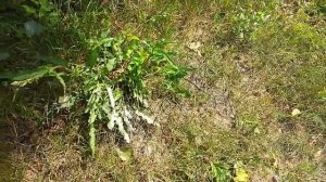 Красный клоп/солдатик. Решаем проблемму.