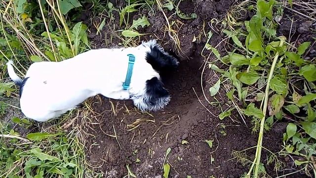 Мартин-землекопатель смотреть онлайн