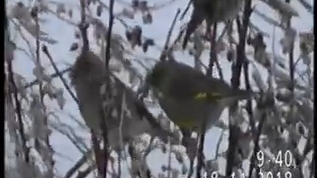 ЗЕЛЕНУШКА ОБЫКНОВЕННАЯ ЗИМОЙ В ПАВЛОДАРЕ смотреть онлайн