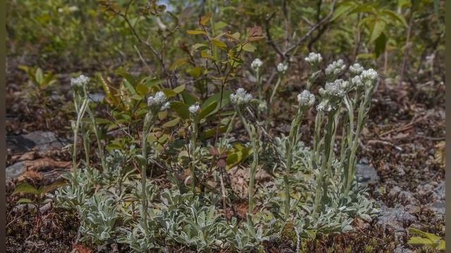 АНТЕННАРИЯ, или КОШАЧЬЯ ЛАПКА (ANTENNARIA) сем. Сложноцветные смотреть онлайн