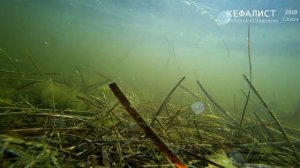 Кефаль и море ! (как клюет кефаль под водой, как кефаль берет наживку, кормежка кефали)