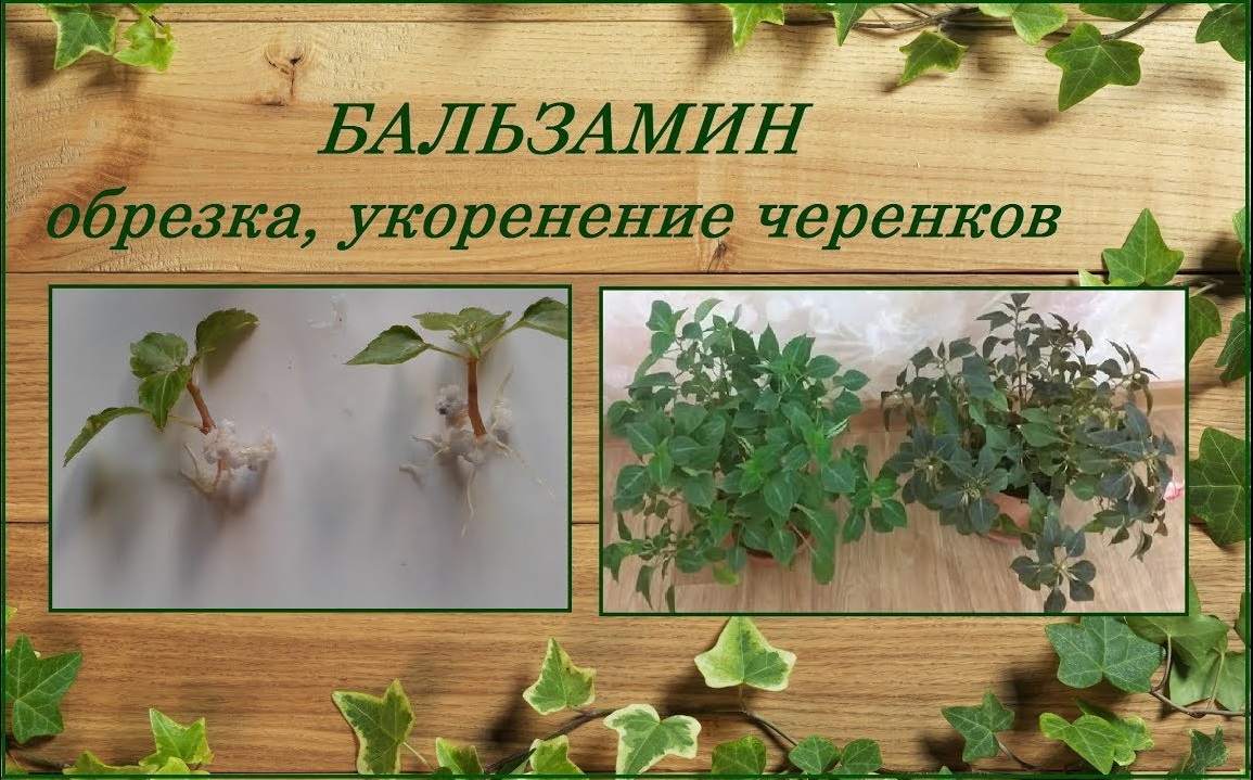 Бальзамин Уоллера весенняя обрезка, укоренение черенков смотреть онлайн