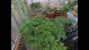 АРГИРАНТЕМУМ! ОСЕННЕЕ ЧЕРЕНКОВАНИЕ ДЛЯ СОХРАНЕНИЯ В ЗИМУ.ПОДРОБНОЕ ВИДЕО.