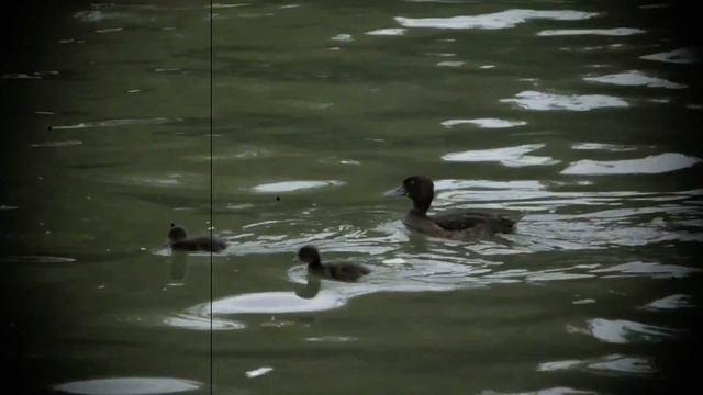 Эффект "Пленка 8 мм" смотреть онлайн