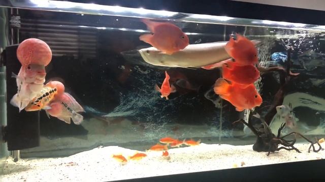 Black arowana flowerhorn and tank mates смотреть онлайн