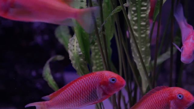 DJ Sivi - Lush смотреть онлайн