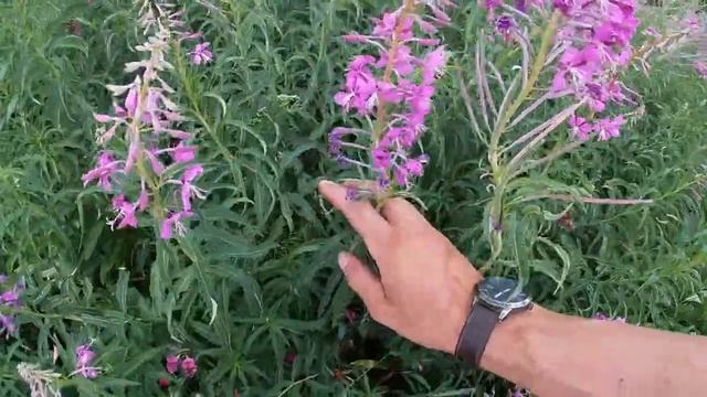 Иван чай, заготовка сырья. смотреть онлайн
