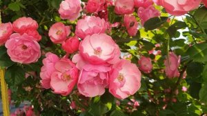 Сорт Ангела-Пик Цветения,оцените размер розы на юге 9 июня 2021 года